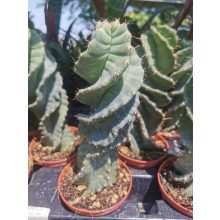 Cereus forbesii Spiralis - Csavarkaktusz