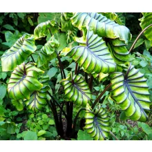 Colocasia Pharaohs Mask