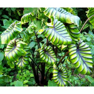 Colocasia Pharaohs Mask