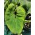 Colocasia Pharaohs Mask