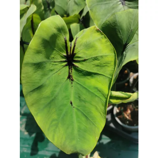Colocasia Pharaohs Mask