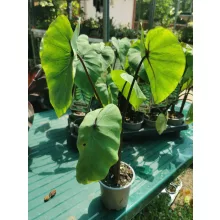 Colocasia Pharaohs Mask