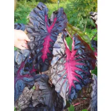 Colocasia Redemption