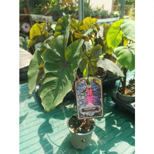 Colocasia Redemption