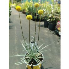 Craspedia globosa Beauty - Dobverő virág