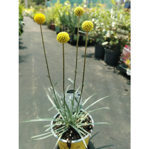 Craspedia globosa Beauty - Dobverő virág