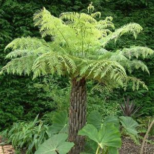 Cyathea australis - Ausztrál serlegpáfrány