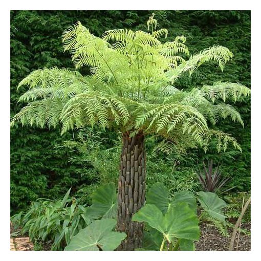 Cyathea australis - Ausztrál serlegpáfrány