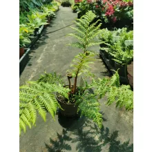 Cyathea australis - Ausztrál serlegpáfrány
