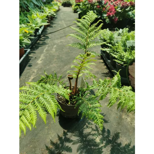 Cyathea australis - Ausztrál serlegpáfrány