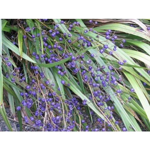 Dianella revoluta Blue Stream - Áfonyaliliom