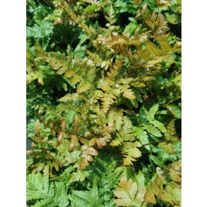 Dryopteris erythrosora - Japán ernyőpáfrány