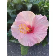 Hibiscus Jersey - Hibiszkusz
