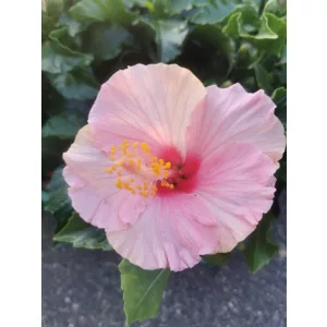 Hibiscus Jersey - Hibiszkusz