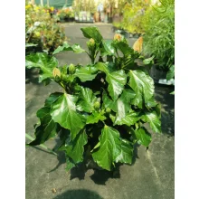 Hibiscus Jersey - Hibiszkusz