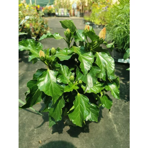 Hibiscus Jersey - Hibiszkusz