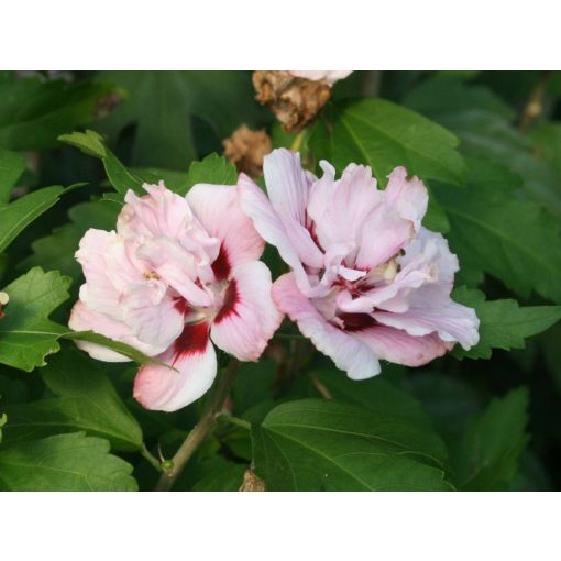 Hibiscus syriacus Lady Stanley - Mályvacserje