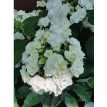 Hydrangea macrophylla Doppio - Kert hortenzia