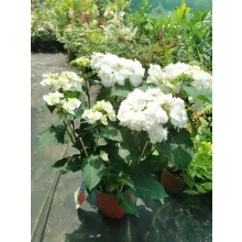 Hydrangea macrophylla Doppio - Kert hortenzia