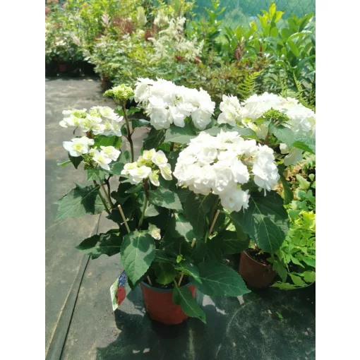 Hydrangea macrophylla Doppio - Kert hortenzia
