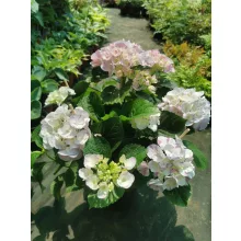 Hydrangea macrophylla Hovaria Sweet Fantasy Violet - Kerti hortenzia