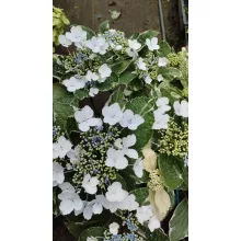 Hydrangea macrophylla Hovariagata - Kerti hortenzia