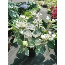 Hydrangea macrophylla Hovariagata - Kerti hortenzia