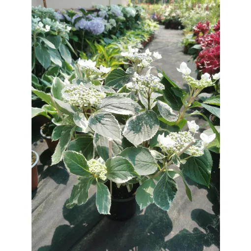 Hydrangea macrophylla Hovariagata - Kerti hortenzia