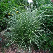 Miscanthus sinensis Little Zebra - Törpe zebrafű