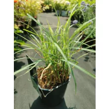 Miscanthus sinensis Little Zebra - Törpe zebrafű