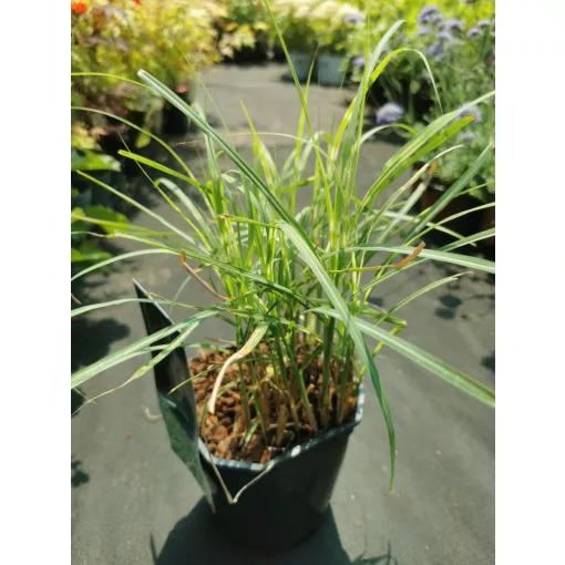 Miscanthus sinensis Little Zebra - Törpe zebrafű