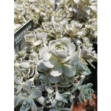 Orostachys iwarenge Chinese Hat - Mongol kövirózsa