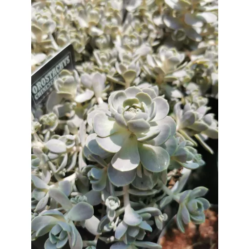 Orostachys iwarenge Chinese Hat - Mongol kövirózsa