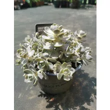 Orostachys iwarenge Chinese Hat - Mongol kövirózsa