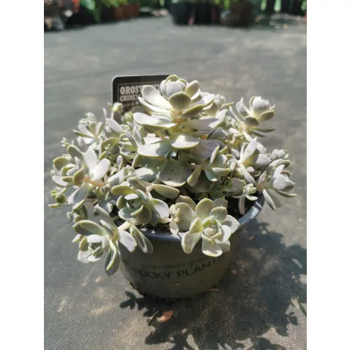 Orostachys iwarenge Chinese Hat - Mongol kövirózsa