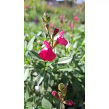 Salvia greggii Mirage Pink - Őszi zsálya