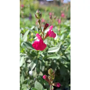 Salvia greggii Mirage Pink - Őszi zsálya