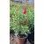 Salvia greggii Mirage Pink - Őszi zsálya