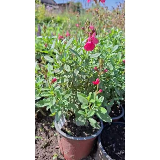 Salvia greggii Mirage Pink - Őszi zsálya