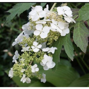 Hydrangea quercifolia Ice Crystal - Tölgylevelű hortenzia