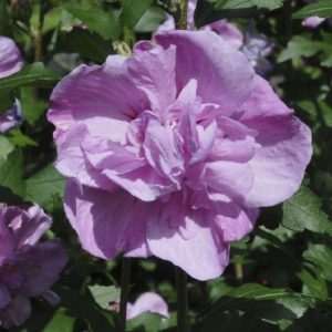 Hibiscus syriacus Ardens - Mályvacserje (p11x11)