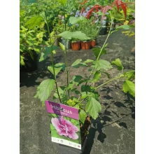Hibiscus syriacus Ardens - Mályvacserje (p11x11)