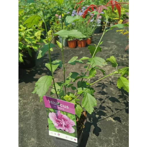 Hibiscus syriacus Ardens - Mályvacserje (p11x11)