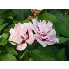 Hibiscus syriacus Lady Stanley - Mályvacserje (p11x11)