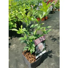 Hibiscus syriacus Lady Stanley - Mályvacserje (p11x11)