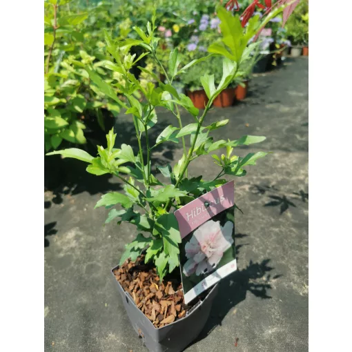 Hibiscus syriacus Lady Stanley - Mályvacserje (p11x11)