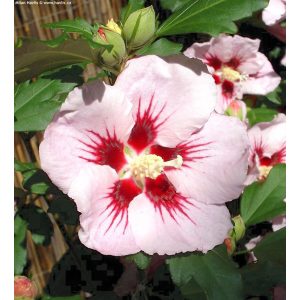 Hibiscus syriacus Hamabo (p17) - Mályvacserje