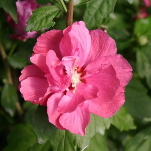 Hibiscus syriacus Duc de Brabant - Kerti mályvacserje