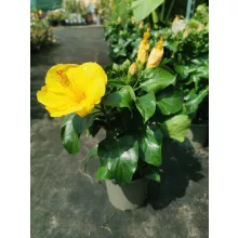 Hibiscus Safari - Hibiszkusz