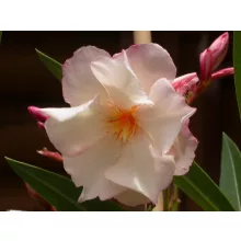 Leander Provance (5)